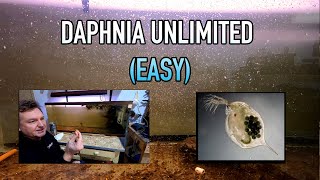 How I Raise Daphnia Water Fleas And You Can Too [upl. by Amerigo]