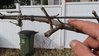 How to Prune Muscadine Grapes [upl. by Schechter647]