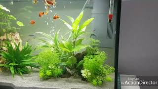 Juwel Aquarium 70 liter [upl. by Artinad]