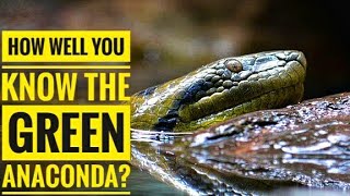 Green Anaconda  Description Characteristics and Facts [upl. by Obmar550]