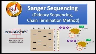 How Sanger Sequencing Works Classic Sanger Method [upl. by Ahtamat]