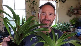 Bromeliad Care and Propagation  Guzmania [upl. by Namhcan935]