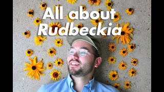 An Indepth Guide to Rudbeckia BlackEyed Susan [upl. by Firooc925]