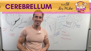 The Cerebellum [upl. by Kire]