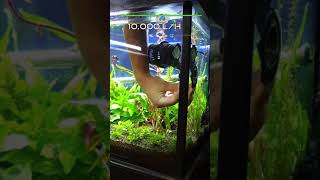 Wave Maker Aquarium Setup Shorts [upl. by Westhead243]