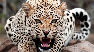 Life Of Leopard Africas Most Dangerous And Adorable Big Cat  HD Documentary [upl. by Urbannal897]