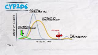 The Pharmacogenetics Series  CYP2D6 v2 [upl. by Caras]