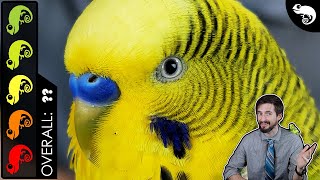 Budgie Parakeet The Best Pet Reptile [upl. by Nodroj]