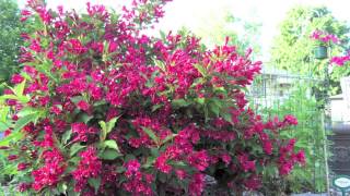 Fast Growing Red Weigelia [upl. by Lemhar689]