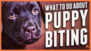 Puppy Biting Learn Bite Inhibition Training [upl. by Maddie]