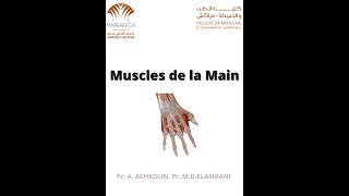 ANATOMIE FMPM MYOLOGIE DE LA MAIN [upl. by Haroppiz944]