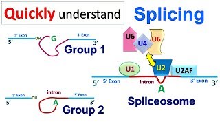 Splicing [upl. by Ahsien65]