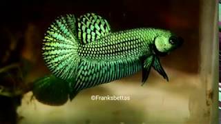 Wild betta fish hybrid green  Renowned quality by Franksbettas [upl. by Raimondo]