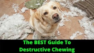 How To Stop Destructive Chewing In Dogs [upl. by Fransen]