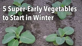 5 SuperEarly Vegetables to Start in Winter [upl. by Kind653]