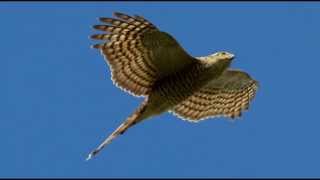 Sparrowhawk Bird Call Bird Song [upl. by Chemaram876]