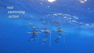 Dredge Fishing Underwater Video featuring Motion Dredge Baits [upl. by Jillie617]