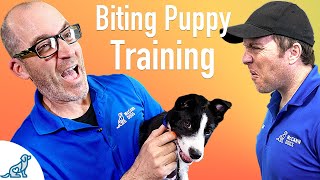 How To Prevent Your Puppy From Biting  Professional Dog Training Tips [upl. by Rivers]