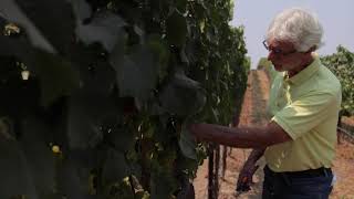 How Much Water do Grape Vines Need [upl. by Seton]