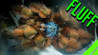 10 FLUFFY Tarantulas YOU HAVE To See To BELIEVE [upl. by Novak]