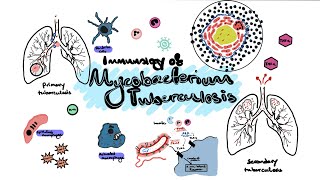 Mycobacterium Tuberculosis TB Immunology Immunology basics granuloma formation TB reactivation [upl. by Earla]