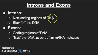 Introns and Exons [upl. by Enilekcaj412]