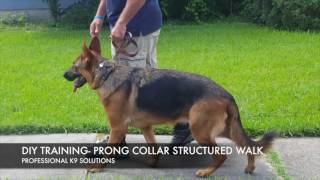 DIY Dog Training Structured Walk w prong collar [upl. by Nnoryt]