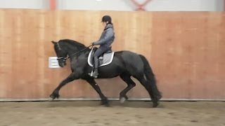 Excellent trot 🤩 Wonderful Friesian horse [upl. by Suruat]