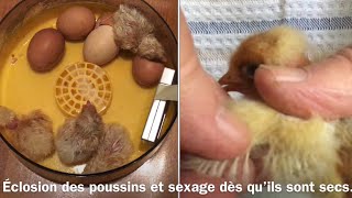 COMMENT REUSSIR DES POUSSINS en couveuse manuelle Eclosion des poussins en couveuse et sexage [upl. by Gnouhk]