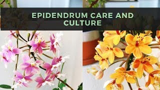 Epidendrum Orchids  Care amp Culture [upl. by Iznekcam]