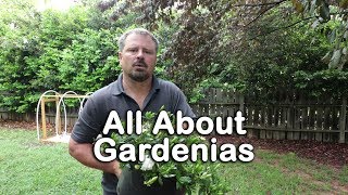 ALL ABOUT GARDENIAS  Details about different varieties and how to grow Gardenias [upl. by Apps711]