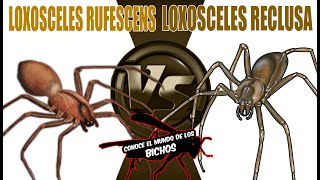 LOXOSCELES RUFESCENS VS LOXOSCELES RECLUSA [upl. by Cocke]