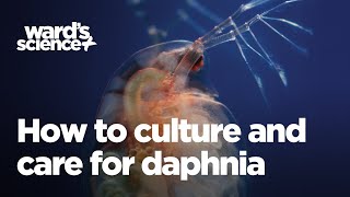 Caring and Culturing for Daphnia [upl. by Eisak412]