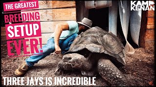 This Guys Giant Tortoise Sanctuary is Incredible [upl. by Suollecram]