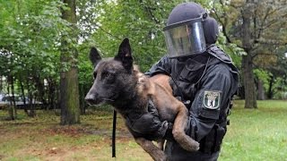 Polizeihunde in der Ausbildung  Nur die besten kommen weiter  DOKUMENTATION 2016 HD NEU [upl. by Iah]