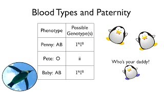 B BLOOD TYPE DIET [upl. by Shaffer742]