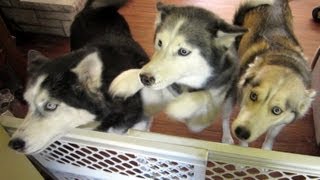 We Left the Dogs for 3 Days Siberian Huskies Home Alone [upl. by Denni]