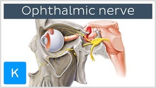 All About the Ophthalmic Nerve preview  Human Anatomy  Kenhub [upl. by Aleek]