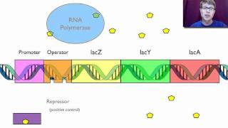 Gene Regulation [upl. by Aron]