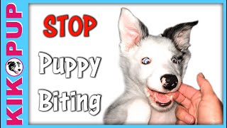 Stop puppy biting with handling games [upl. by Asennav]