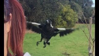 Visiting Juvenile Australian Magpies [upl. by Neenaj]