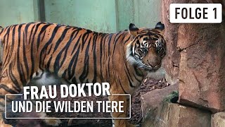 Neuer Tiger im Zoo  Frau Doktor amp die wilden Tiere  14 [upl. by Aner250]