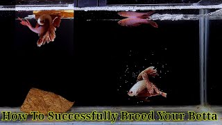 Betta Fish Breeding Step By Step  How To Breed Betta Fish [upl. by Gaspar]