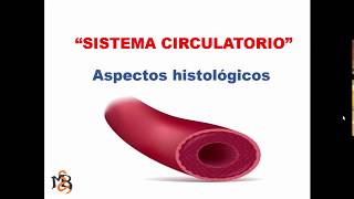 Histología del Sistema Cardiovascular [upl. by Sauers]