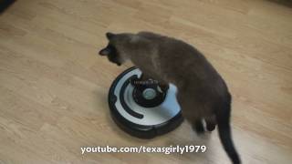 Cat shows HOW TO use iRobot Roomba Vacuum [upl. by Ahras]