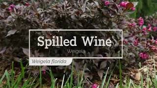 30 Seconds with Spilled Wine® Weigela [upl. by Ibok862]