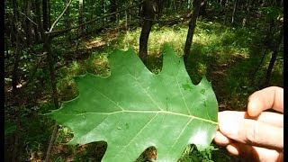 Tree Identification  Northeastern Hardwoods [upl. by Melone]