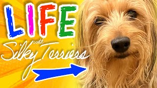 Living with Silky Terriers Family stories amp personality of this unique breed [upl. by Bryana851]