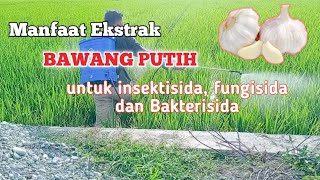 Bawang Putih untuk Fungisida dan insektisida [upl. by Aisital]