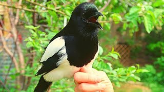 Pet magpie Talking Outside [upl. by Margery238]